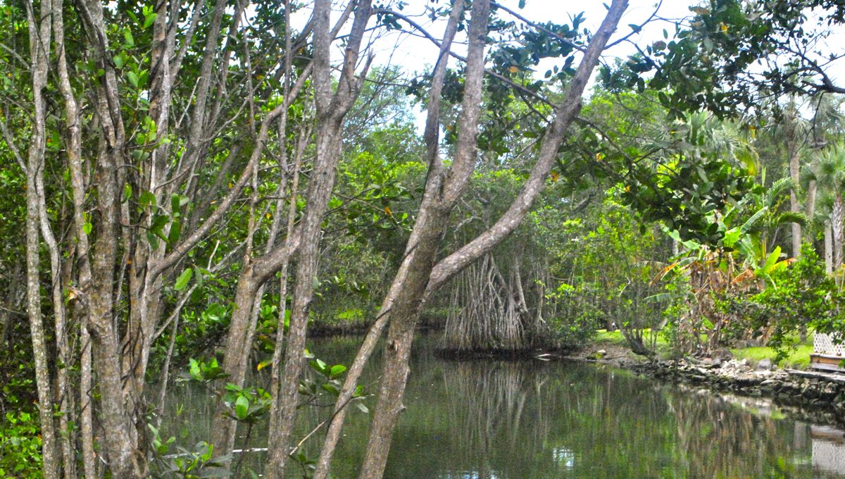 Enchanted Forest Elaine Gordon Park